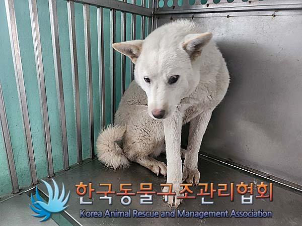 보호중 믹스견의 가…